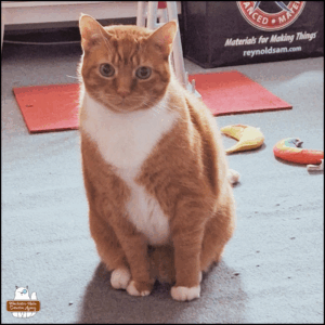 Orange tabby with white tuxedo, boots, and gloves, Oliver sits up politely indoors surrounded by toys.