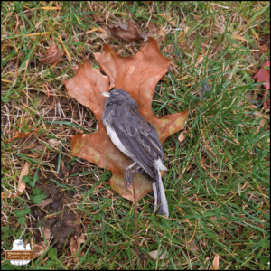 The dead dark-eyed junco laid to rest on top of a brown Oak leaf on the grass.