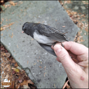 Amber's fingers holding up the dead dark-eyed junco.