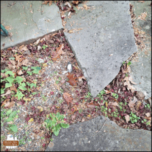 The dead dark-eyed junco on the ground where it was discovered among dead autumn leaves, weeds, and between slate stepping stones.