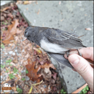 Amber's fingers holding up the dead dark-eyed junco.