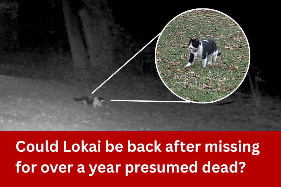 a black and white night time image taken by a trailcam of a black and white cat; lines to a circle showing the same cat over a year prior during the day; red banner at the bottom with white text, "Could Lokai be back after missing for over a year presumed dead?"