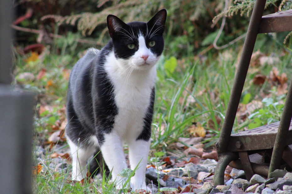 black and white tuxedo cat approaching on a gravel path maintaining eye contact (with Gus off camera)