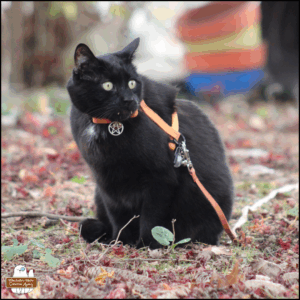black cat Gus showing his fangs over his bottom lip, wearing his harness and silver pentacle, sitting on the ground