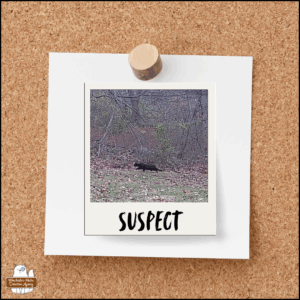 suspect board looks like an instant camera photo of the black & white tuxedo cat, Savile, walking through the yard, tacked to a corkboard with "suspect" written on it.