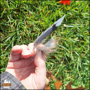 Amber's hand holding a grey, black and white feather next to a tuft of squirrel fur