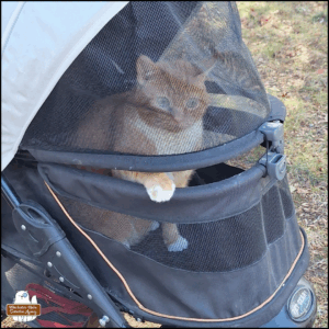 orange and white tabby Oliver in his stroller with one paw holding on to the gap between the top and bottom screens.