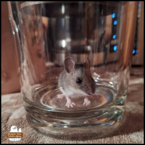 mouse in a glass jar for transportation
