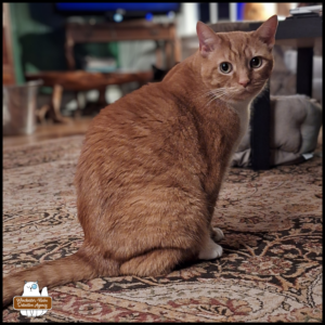 Oliver sitting upright looking over his right shoulder.