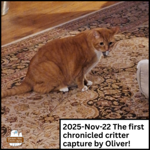 Oliver Winchester with the mouse in his mouth. caption: 2025-Nov-22 The first chronicled critter capture by Oliver!