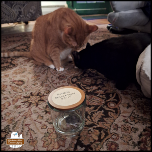 Gus smelling (or bowing) at Oliver's front paw next to the mouse in a glass jar for transportation.