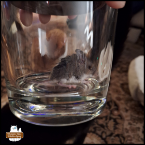 side view of mouse in a glass jar for transportation