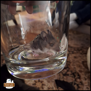 mouse in a glass jar for transportation