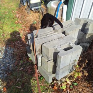 black cat Gus climbing down the far side of stacks of cinder blocks next to dead tall weeds, some green grass, and gravel.