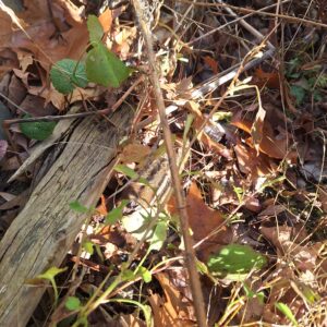 Taken from above, looking down at the injured chipmunk after he was placed on the leaf with bird seeds.