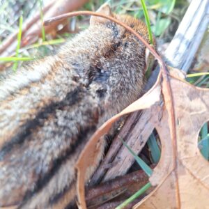 close up of the chipmunk's injury at the back of its neck