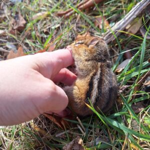 The chipmunk (looking pretty adorable) holding Amber's pointer finger as he is biting down really hard on it. The hand is placing the chipmunk on the grass. His eyes are closed.