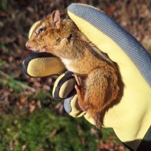 Amber's gloved hand holding the injured chipmunk with his eyes open but squinting and not having any energy.