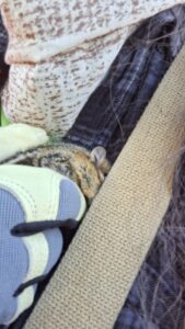 The injured chipmunk held by Amber's gloved hand against her flannel shirt with his face partially obscured by a bag strap.