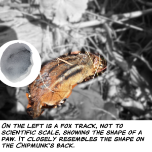 foreground is the injured chipmunk in natural color against the surroundings blurred and without color; on the left in a circle is a fox track in snow; bottom caption: On the left is a fox track, not to scientific scale, showing the shape of a paw. It closely resembles the shape on the chipmunk's back.