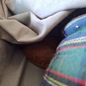 a peek at orange tabby Oliver sleeping under a sheet