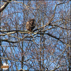 a large red-tailed hawk perched in a bare tree