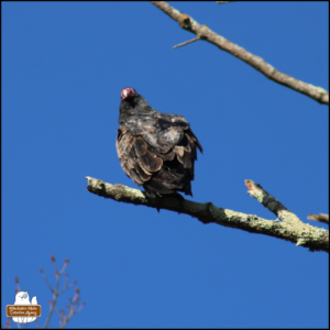 a turkey vulture with its head turned around to look at the camera, perched on a branch of a dead tree