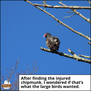 a turkey vulture perched on a branch of a dead tree; "after finding the injured chipmunk, I wondered if that's what the large birds wanted."