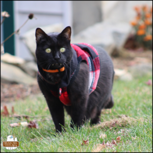 black cat Gus with his fangs showing, wearing a flannel sweater that he hates, outside