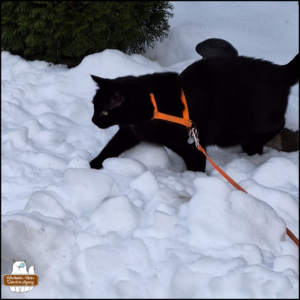 black cat Gus wearing only his simple harness while walking through snow