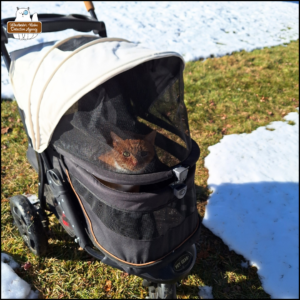 orange tabby Oliver in his stroller outside on a grassy path shoveled out of the snow