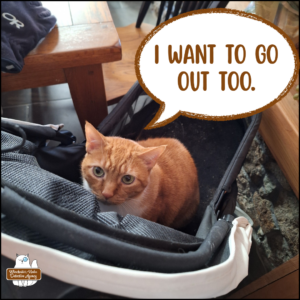 orange tabby Oliver in his stroller with the top open, indoors, as he asks to go out. Ollie: I want to go out too.