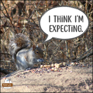 eastern grey squirrel, Silver St. Cloud on the Big Rock with birdseeds and peanuts; Silver: I think I'm expecting.