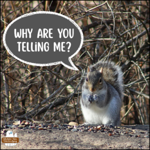 eastern grey squirrel, Dr. Peter Silverstone, on the Big Rock with birdseeds and peanuts; Silverstone: Why are you telling me?