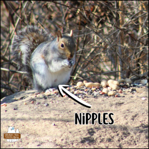 eastern grey squirrel, Silver St. Cloud, on the Big Rock with birdseeds and peanuts; an arrow and text pointing out nipples