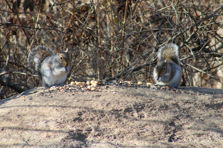 two squirrels eating peanuts on a big rock