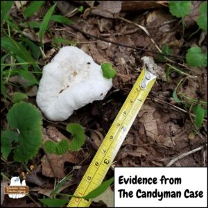 a puffball mushroom next to a measuring tape taken in the woods in 2018 as evidence in the Candyman case.
