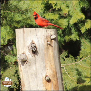 bright red male cardinal on a bare tree stump top in front of evergreens