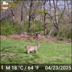 color trailcam photo of a bobcat walking through the grass by trees on April 23, 2025 at 9:44 AM