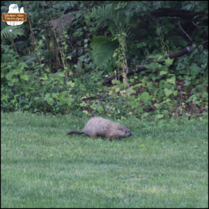 photo by Amber of a groundhog in the grass on June 6, 2025