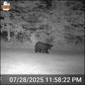 trailcam photo in black and white of a black bear walking through the yard on July 28, 2025 at 11:58PM