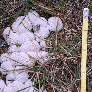 a cluster of puffball mushrooms in the grass next to a measuring tape