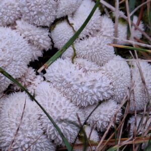 close up of the puffball mushrooms which look like lightly toasted peaks of whipped white meringue