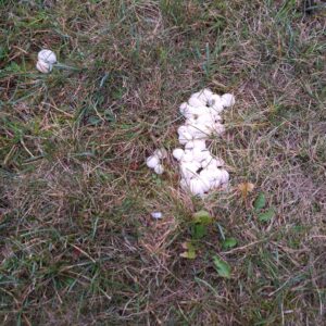 looking down at a cluster of puffball mushrooms in the grass with a small duo at the upper left away from the large cluster