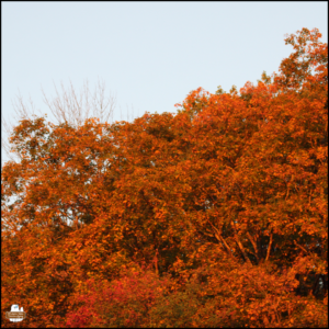 colorful autumn trees