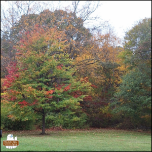 colorful autumn trees