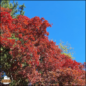 colorful autumn trees with blue sky