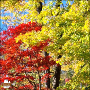 colorful autumn trees