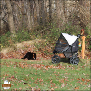 black cat Gus stalking something on the ground in front of orange cat Oliver inside his stroller