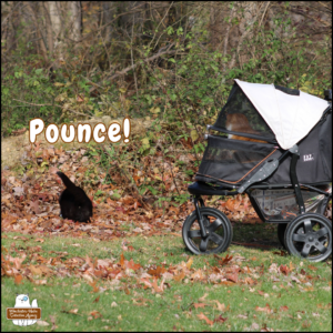 black cat Gus pouncing at something on the ground in front of orange cat Oliver inside his stroller